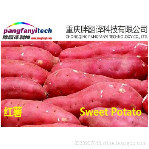 Fresh Nutritional Tasty Self-planted Sweet Potato